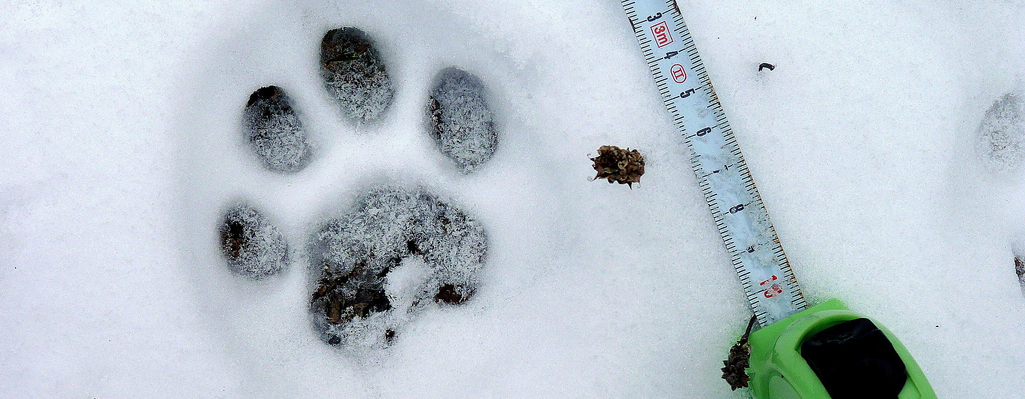 mapování výskytu velkých šelem v Beskydech a Bílých Karpatech, foto: Dana Bartošová