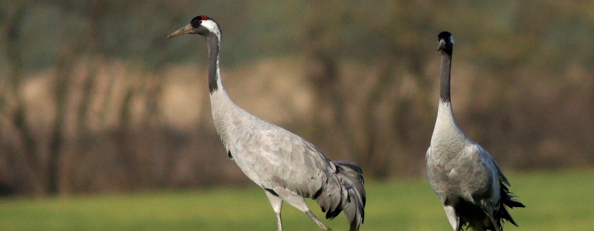 jeřábi, foto: Václav Hlaváč
