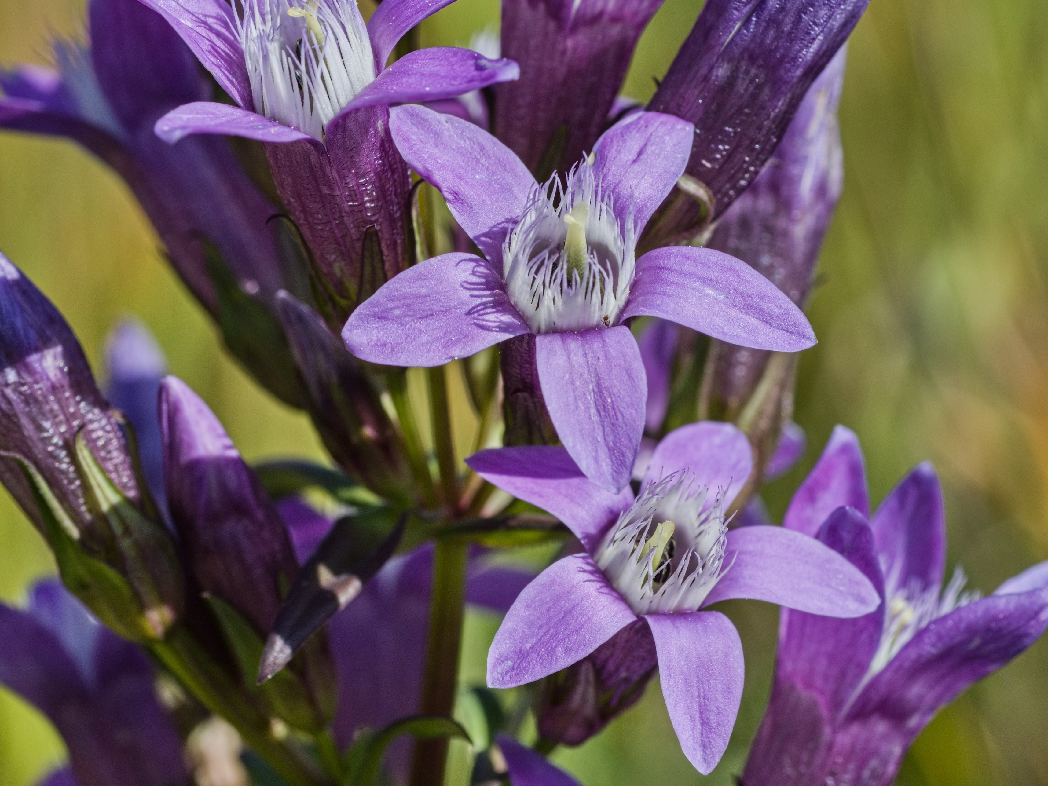 Horečky patří bohatými květenstvími k našim nejpoutavějším rostlinám, foto: Běla Komancová