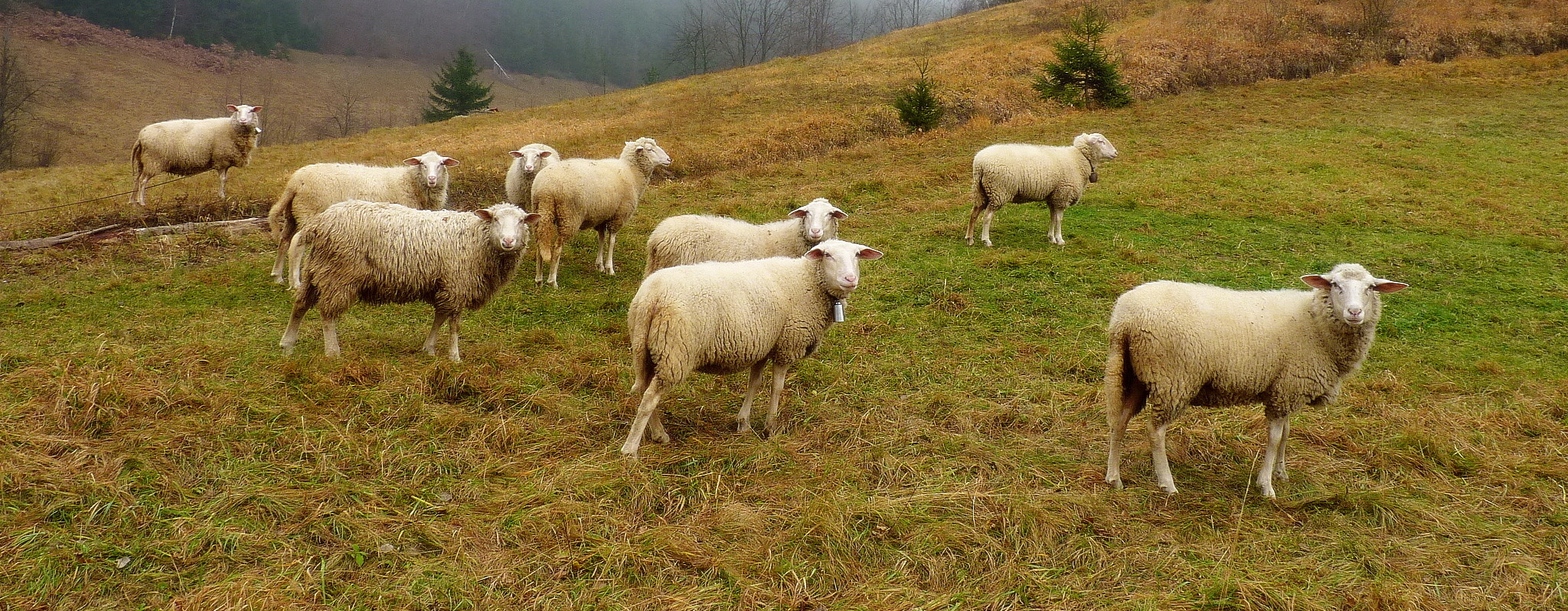 Pastva ovcí.