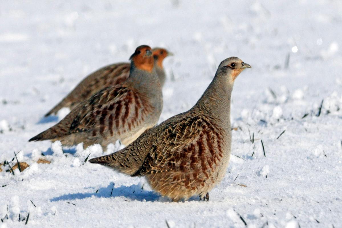 Koroptve polní na sněhu, foto: Jiří Neudert