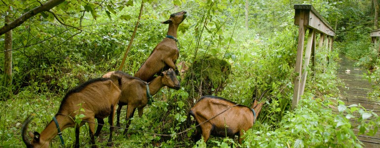 Pastva koz v Národní přírodní památce Peklo. Foto Šárka Mazánková