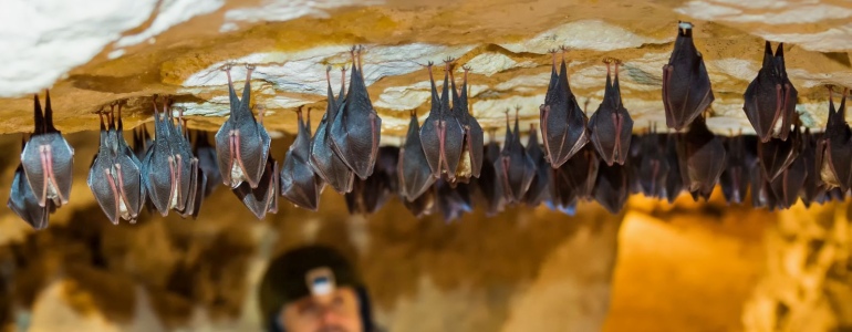 Sčítání netopýrů na Turoldu, foto Jan Miklín