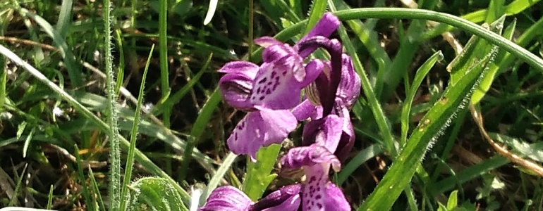 Detail vstavače kukačky.