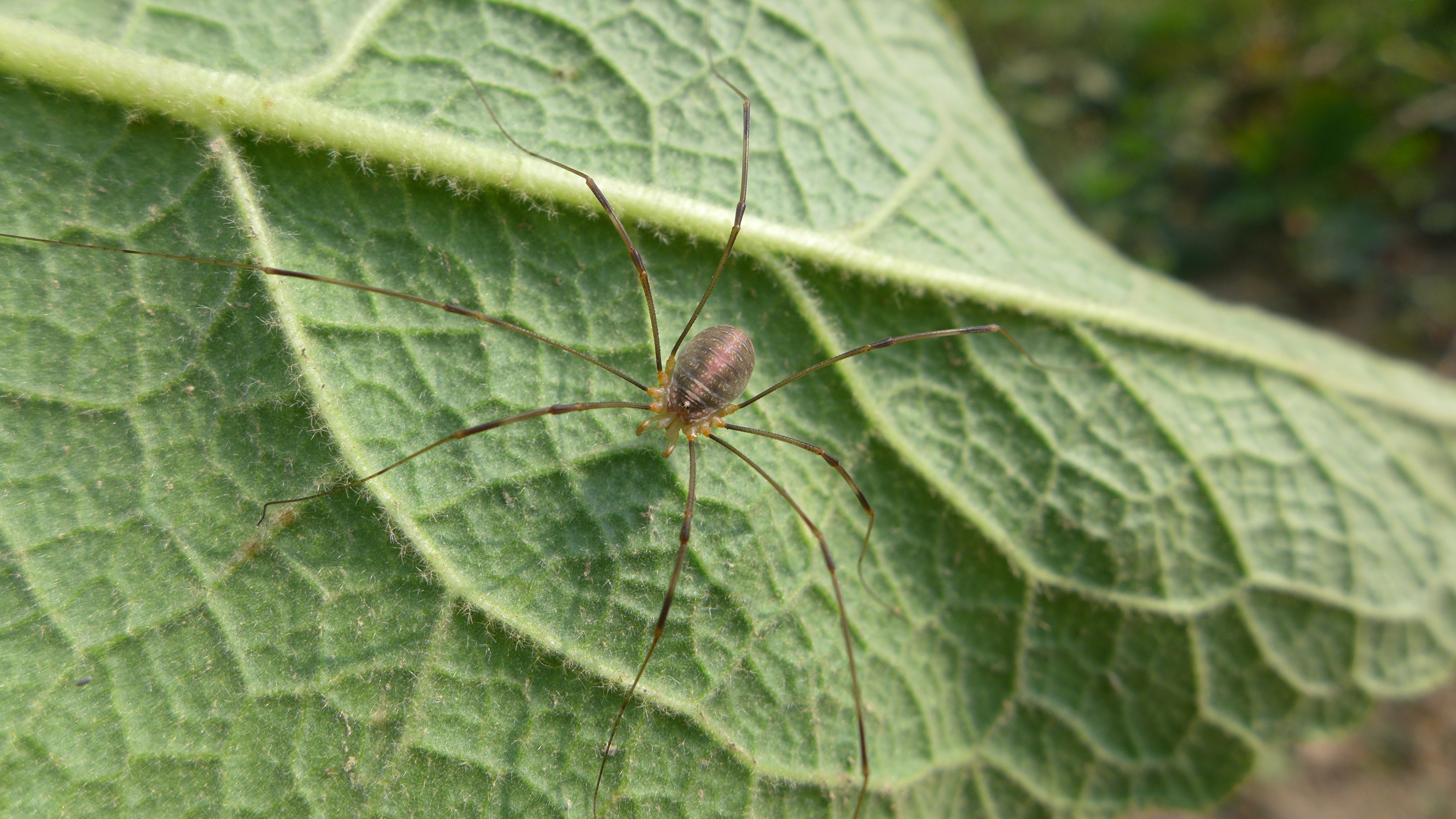 sekáč Canestriniho (Opilio canestrinii), foto: Ondřej Machač
