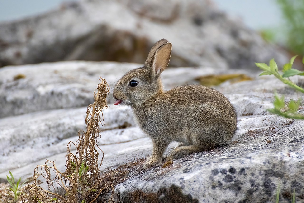 králík divoký (Oryctolagus cuniculus), foto: Alexis Lours, Wikimedia
