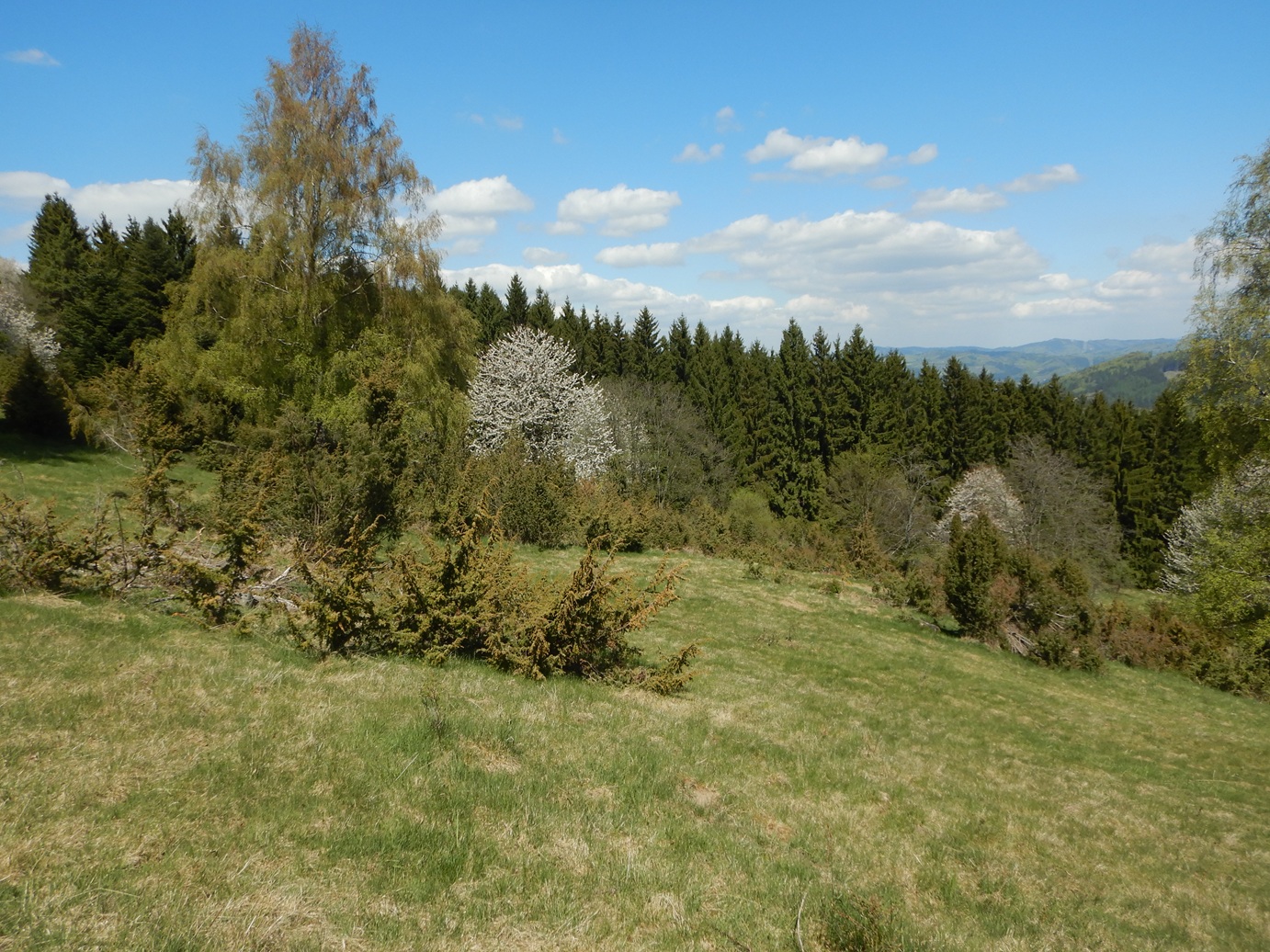 Radosov