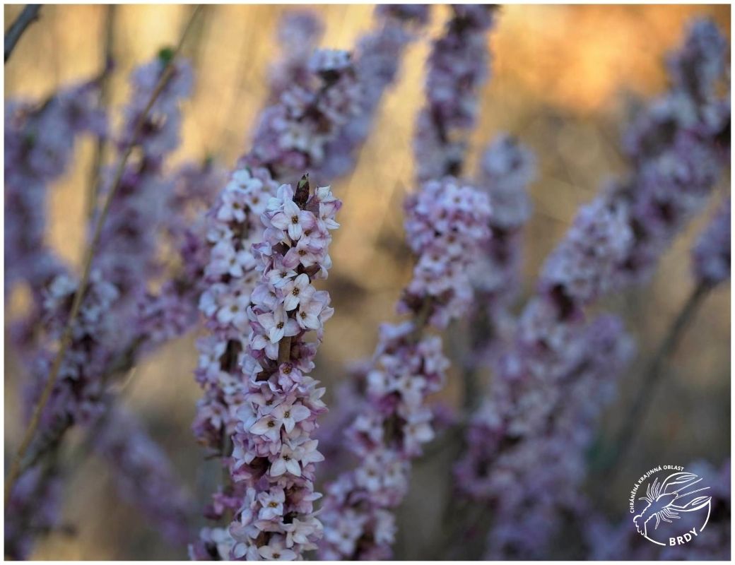 Detailní pohled na větve lýkovce jedovatého obaleného růžovými květy.