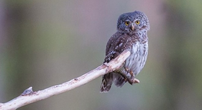 Sovička kulíšek nejmenší sedí na suché smrkové větvi.