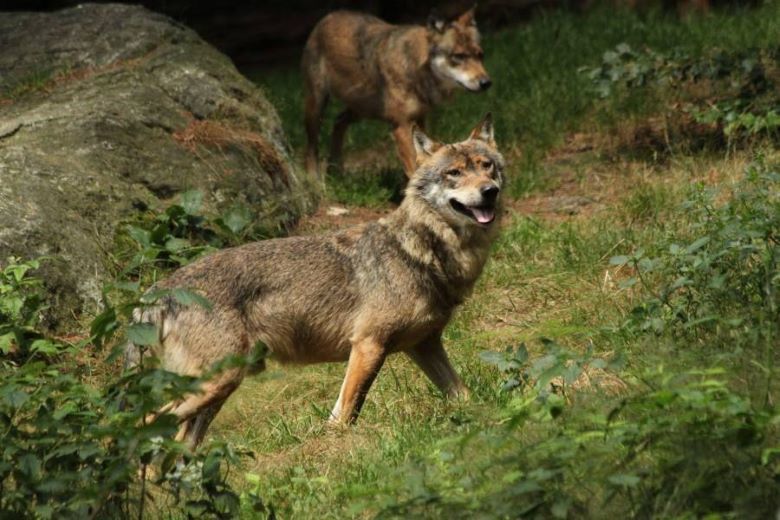 Dva vlci přicházející na zatravněnou mítinku v lesním porostu.