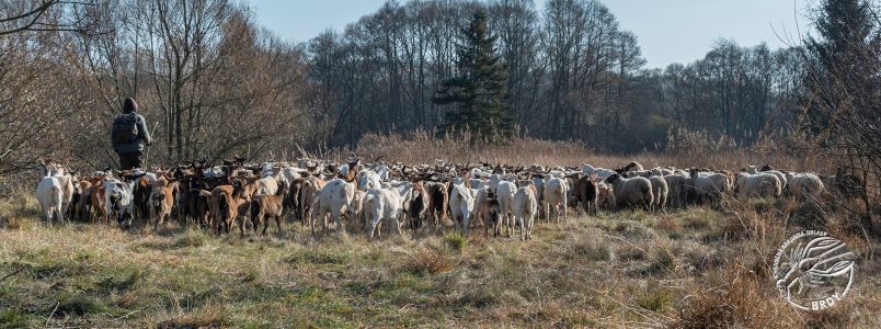 Stádo ovcí a koz spolu s pastevcem prochází krajinou s remízky.