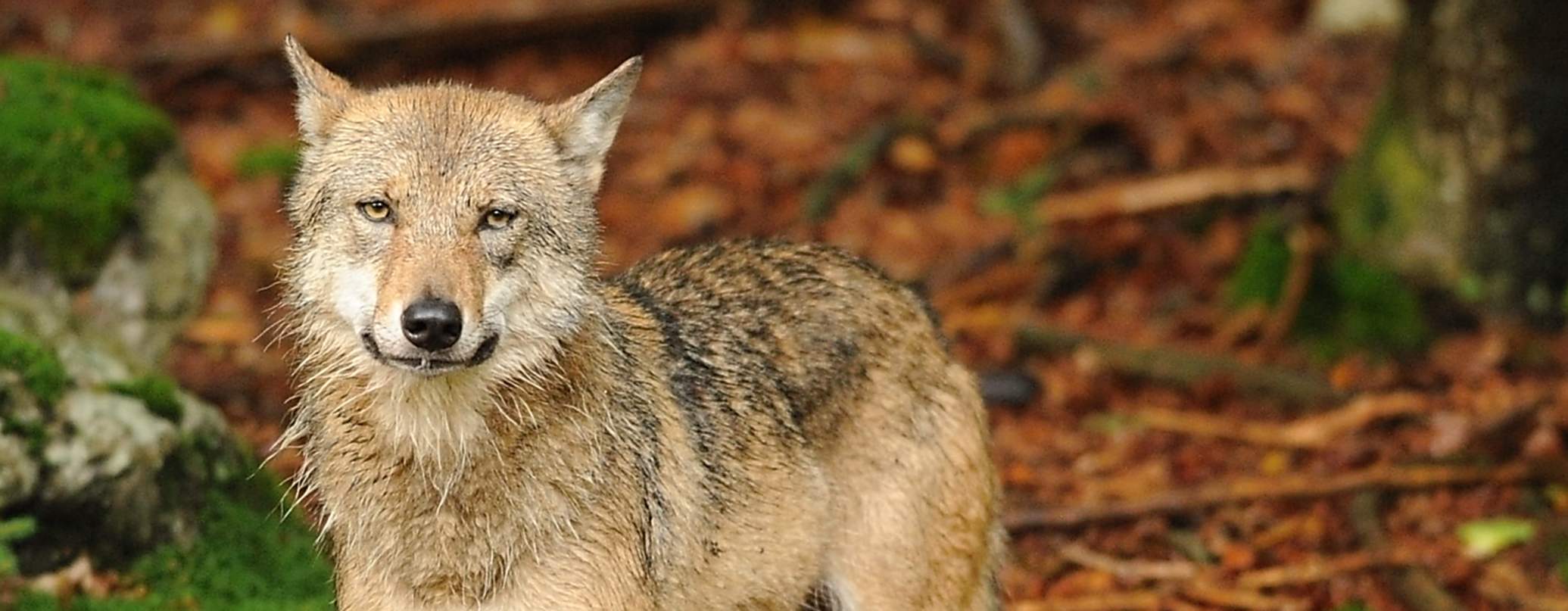 vlk obecný  foto Michal Pešata