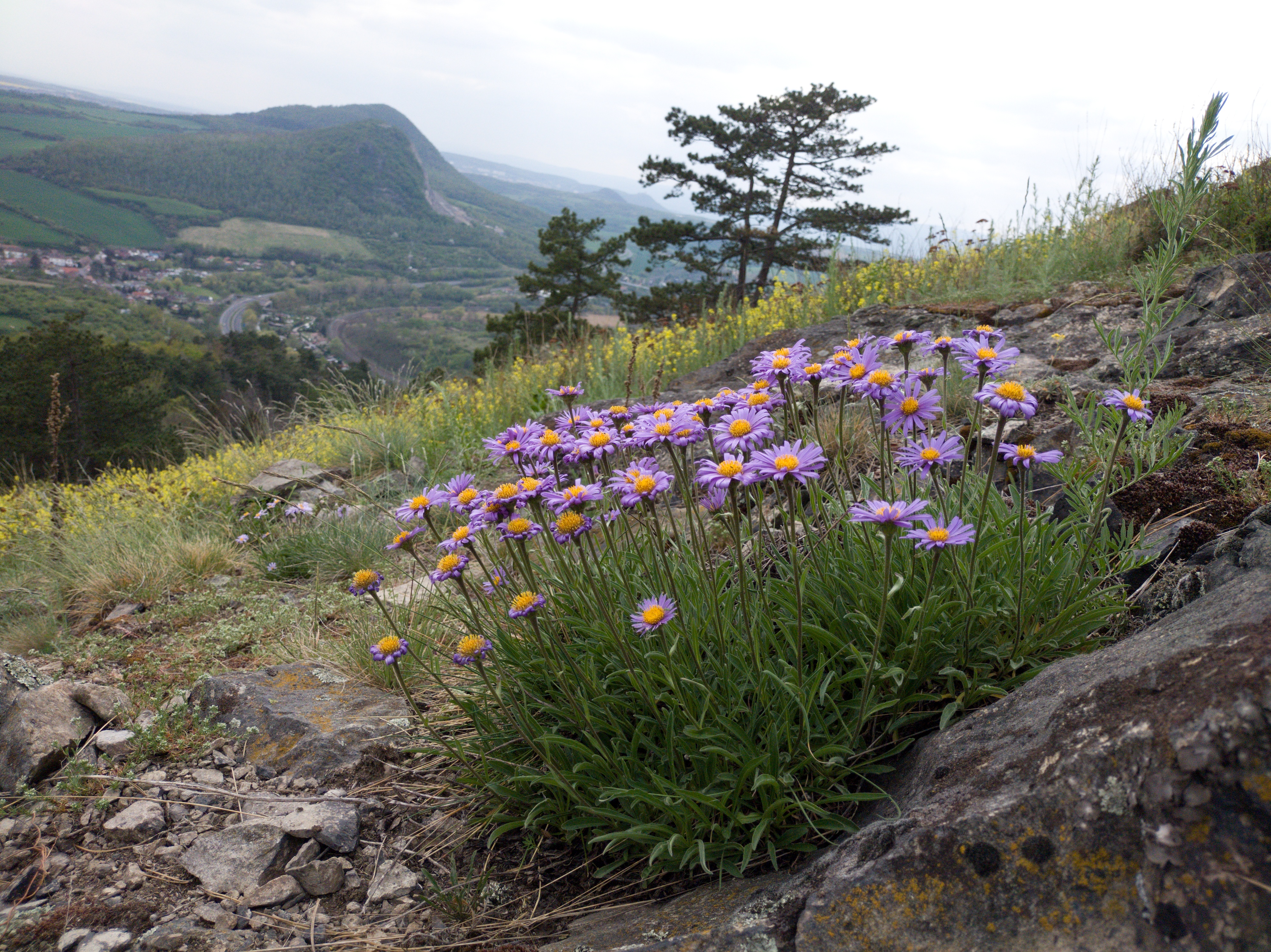 Hvězdnice alpská