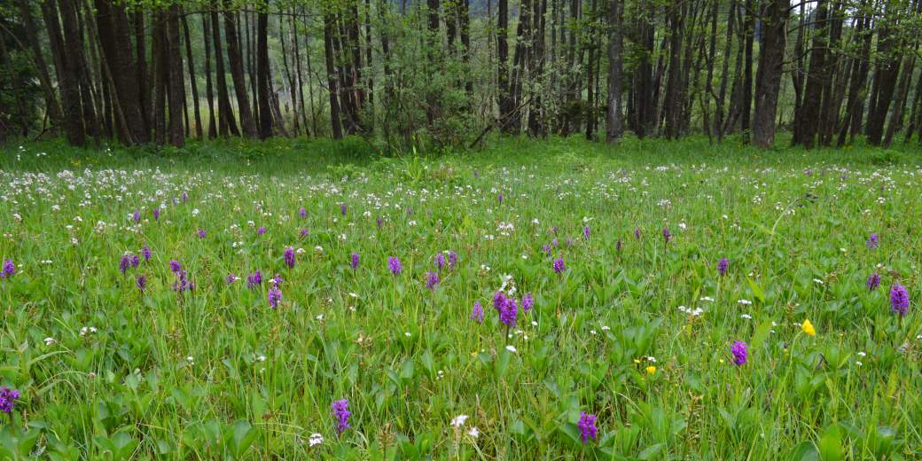 Zelená louka s orchidejemi.