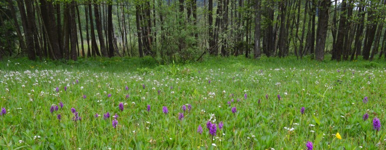 Zelená louka s orchidejemi.