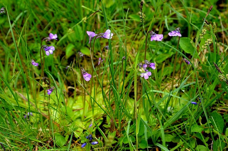 Tučnice obecná.