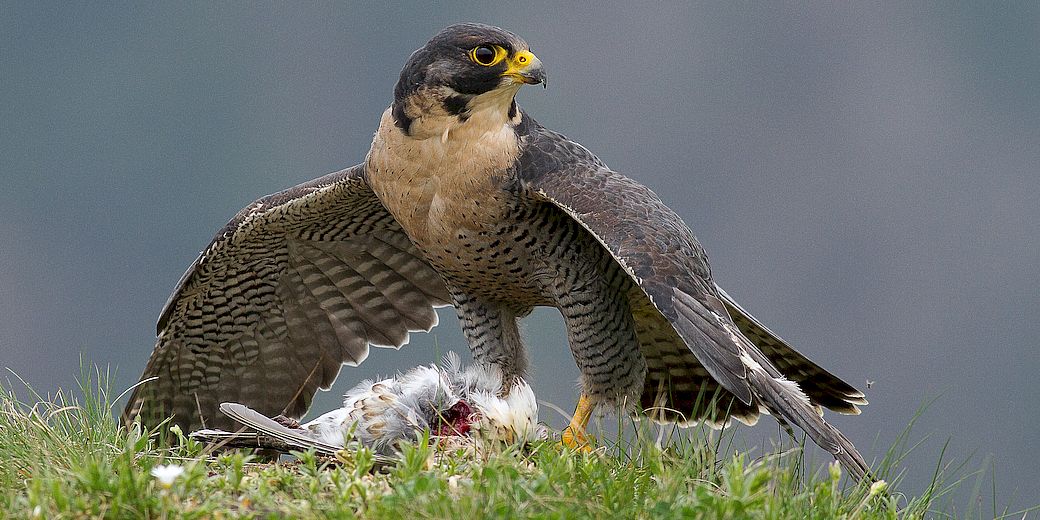sokol stěhovavý (foto J. Šťastný)
