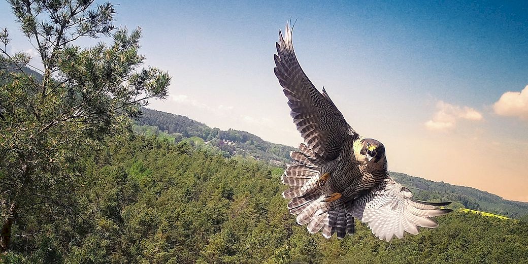 samice sokola stěhovavého (fotopast)