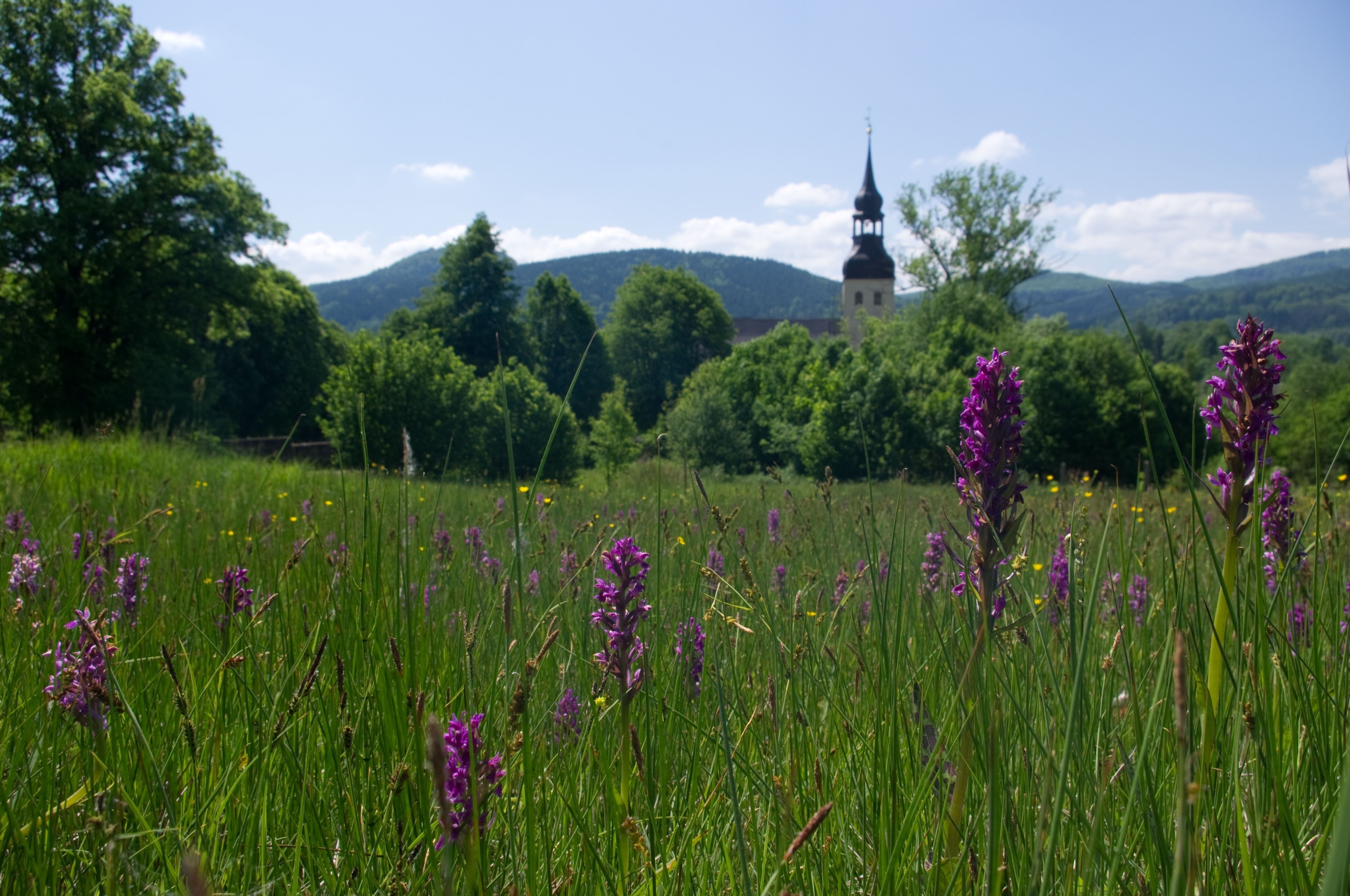 Prstnatcová louka v Chřibské, autor: Martin Waldhauser