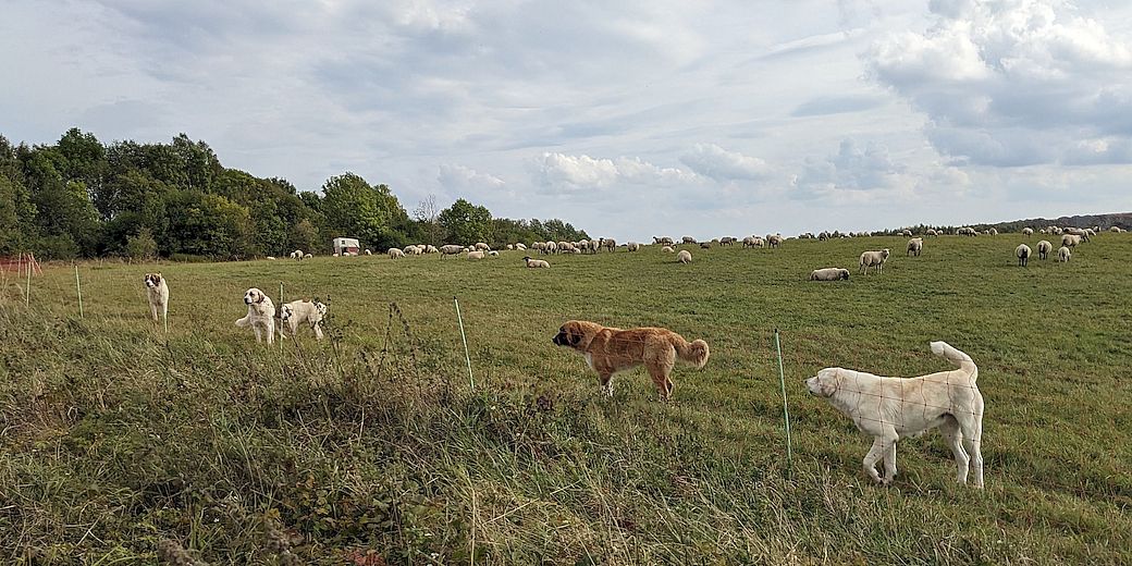 Setkání chovatelů k zabezpečení stád proti útoku vlků