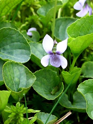 violka bahenní