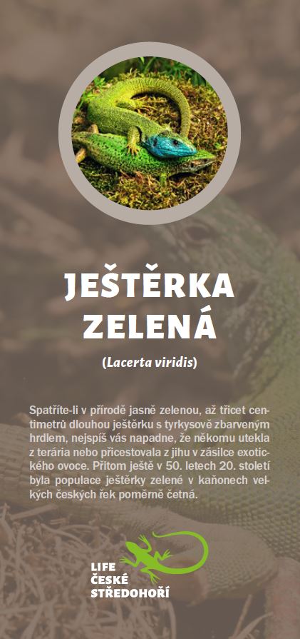 Leták Ještěrka zelená.