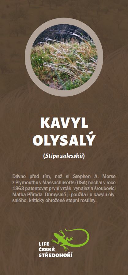 Leták Kávyla olysalého.