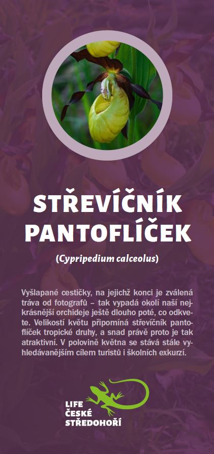 Leták střevíček pantoflíček.